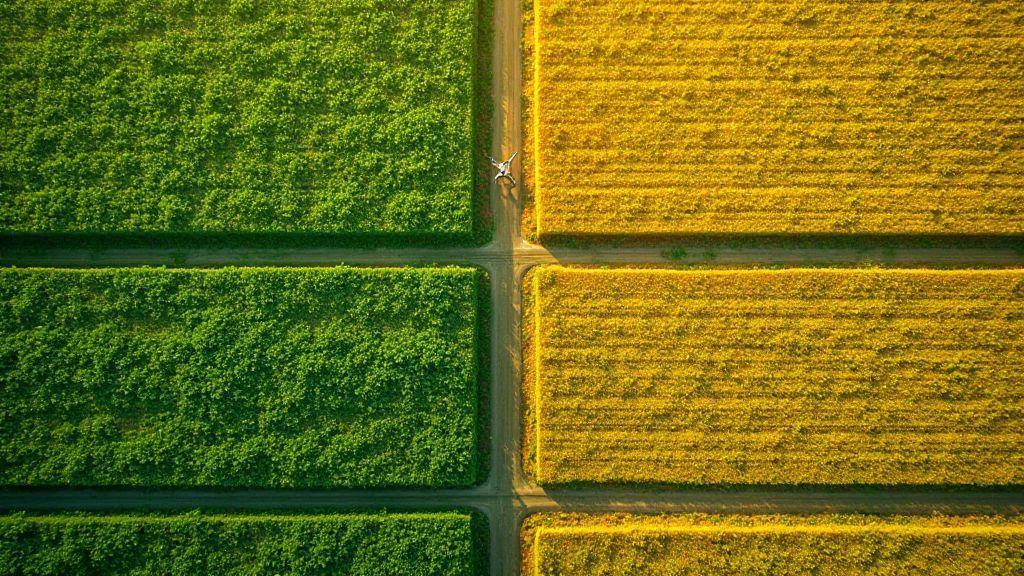 NDVI Explained: Formula, Interpretation, and Application in Precision Agriculture